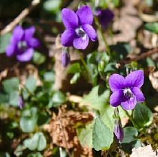 sweet violet edible