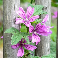 wild mallow edible