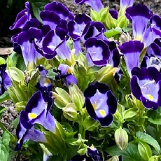 torenia flower edible