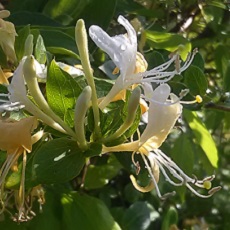 honeysuckle edible