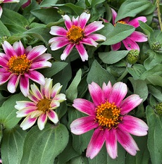 zinnia pink and white