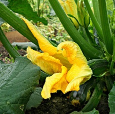 zucchini flower