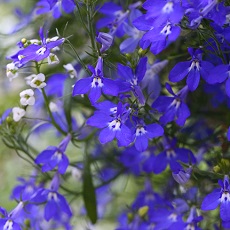 edible lobelia