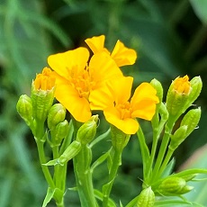 Mexican tarragon liquorice