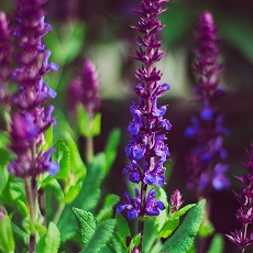 blue salvia edible