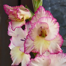 edible gladioli