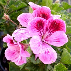 edible pelargonium