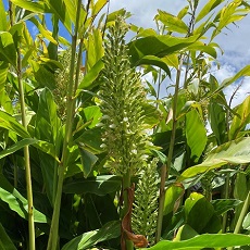 galangal ginger edible