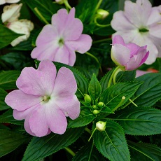 edible impatiens