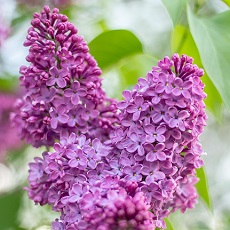 lilac flowers edible