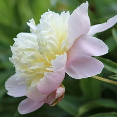 peony edible