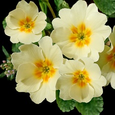 edible primroses