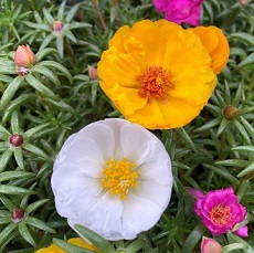 Portulaca grandiflora