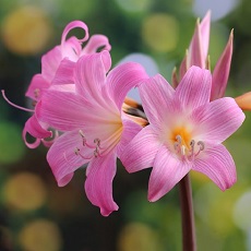 amaryllis poisonous flower