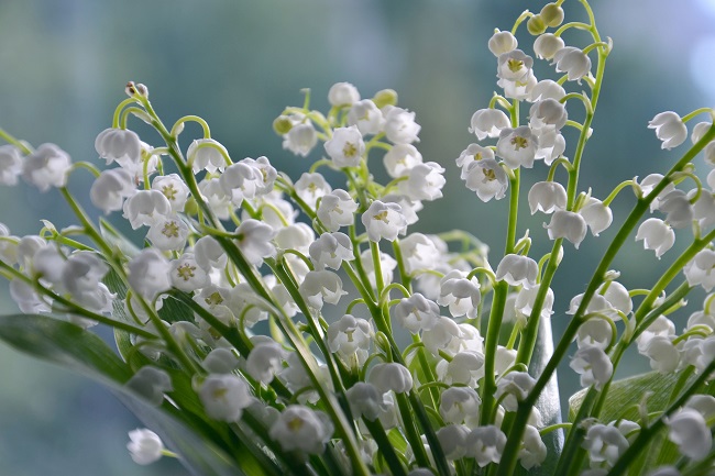 Toxicity Of Lily Of The Valley Plants: Is Lily Of The Valley Safe