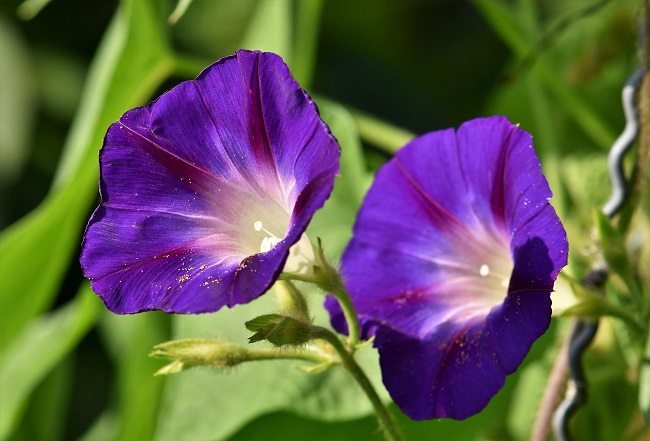 morning glory poisonous