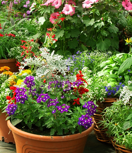 edible flowers in pots