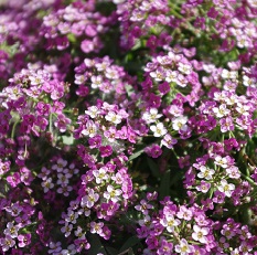 alyssum edible