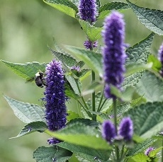 anise hyssop edible