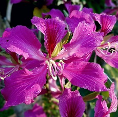 bauhinia purpurea edible