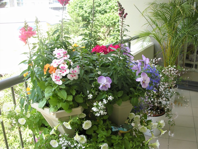 edible flower container garden