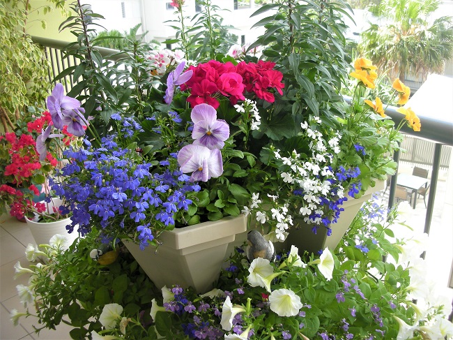growing edible flowers in pots
