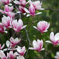 magnolia edible