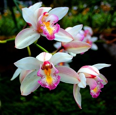 orchid edible
