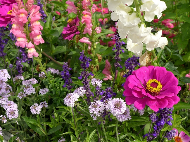 edible flowers care guide