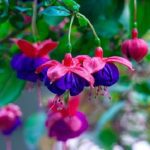 Fuchsia edible flowers