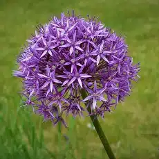 allium edible