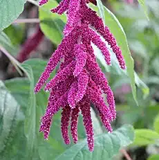 amaranthus edible