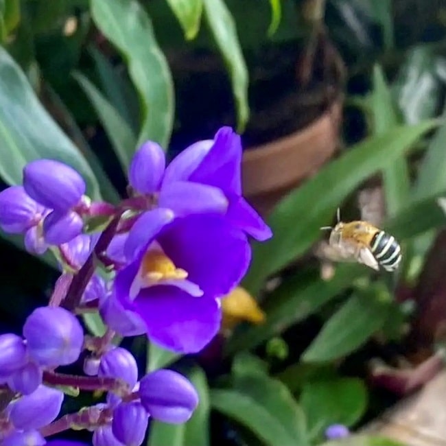 blue banded bee