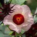 edible hibiscus flower