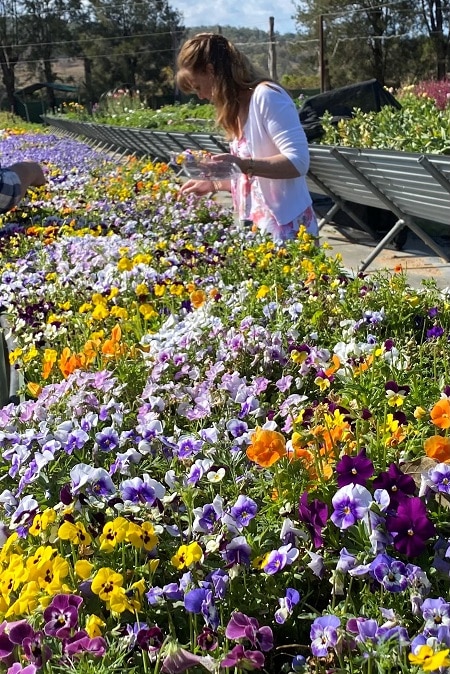 Annie Albers in her edible flower garden