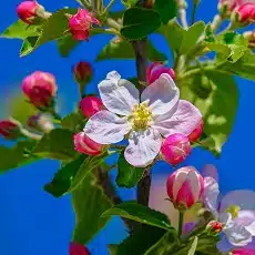 apple blossom-edible