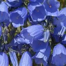 bellflower-campanula-edible
