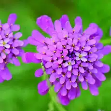 candytuft-edible