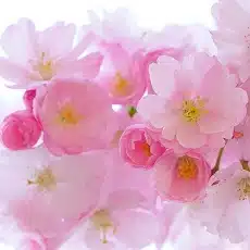 cherry-blossom-edible