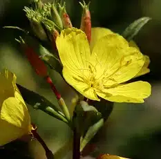 evening-primrose-edible