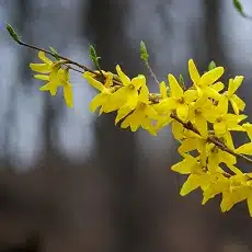 forsythia-edible