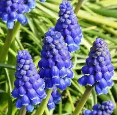 grape hyacinth edible