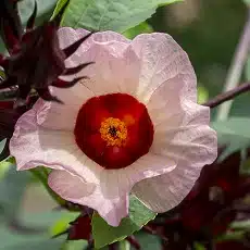 hibiscus-sabdariffa-edible-flower