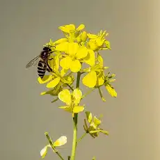 mustard-flowers-edible