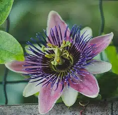 passion-flower edible