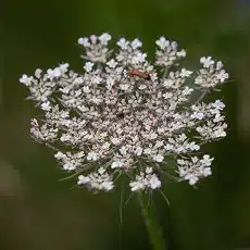 queen-annes-lace-wild-carrot-edible-flower