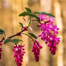 red flowering currant flower edible