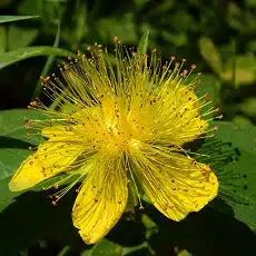 st-johns-wort-edible-flower