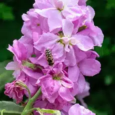 stocks-edible-flower