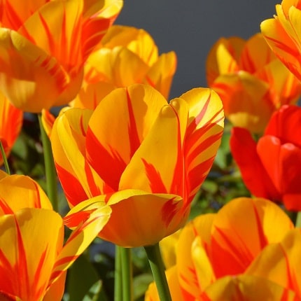tulips-edible-petals